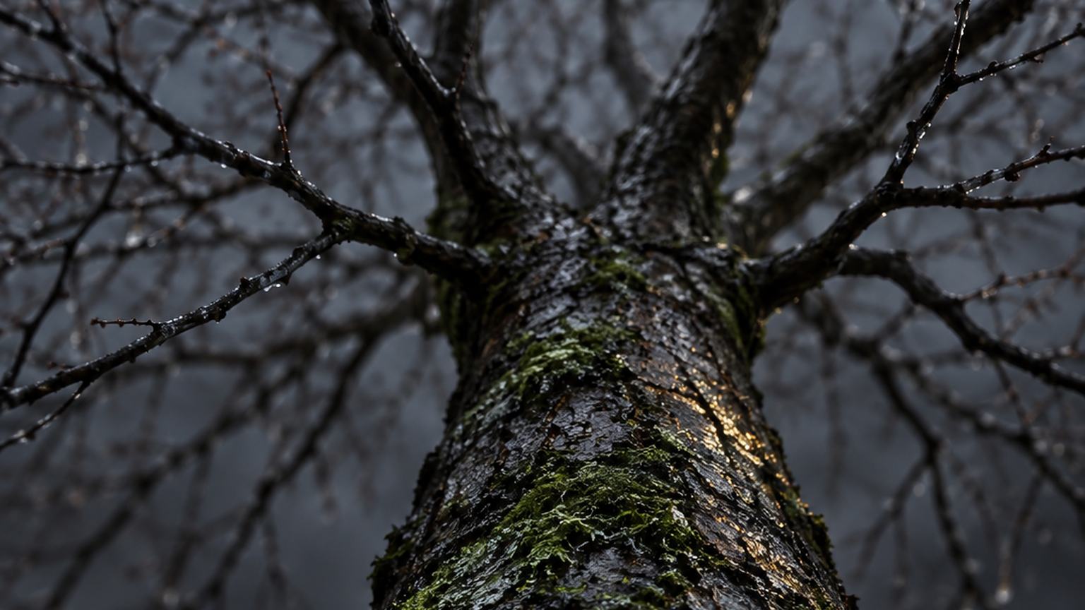 A rain-darkened bare tree seen from directly overhead, where a spray of thin wet twigs crowds the top of the frame and every line funnels downward into one thick moss-flecked trunk. Overcast diffuse light, cold damp bark grain, shallow focus so the outer twig tips soften while the single trunk stays sharp in the lower band. No lettering, no figures, no hands.